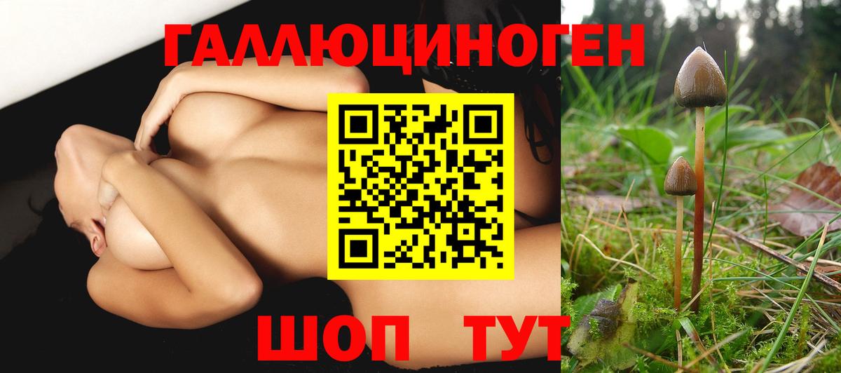 Менделеевск  хочу наркоту  Вход с VPN  Псилоцибиновые грибы Psilocybe 